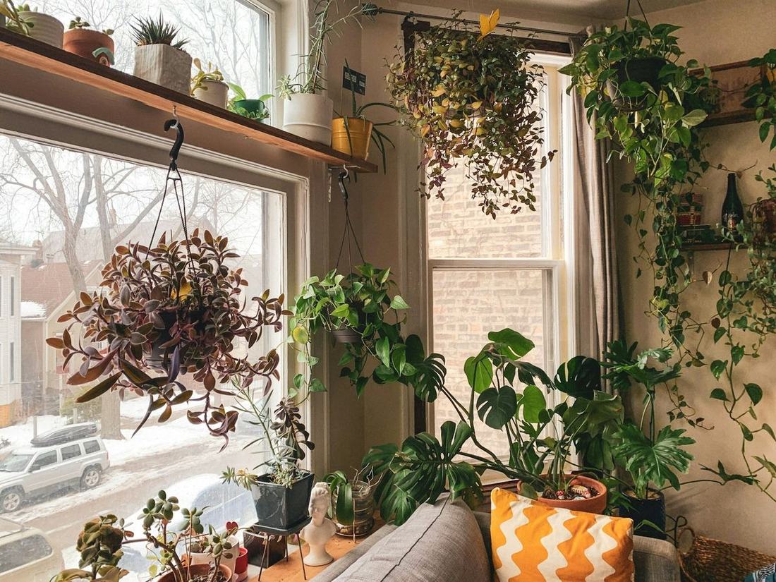 Lys stue med planter ved vinduet
